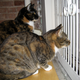 Illustration for article titled NYC Kitties in Need of Loving Home!